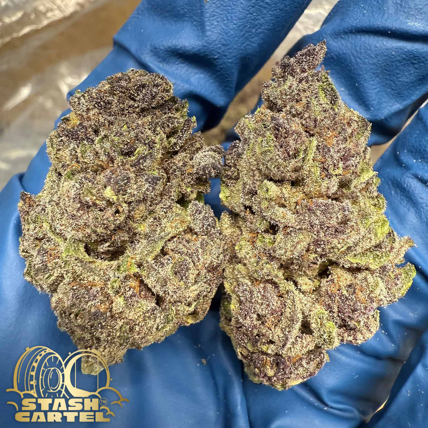 Gorilla Skunk – Hybrid Flower