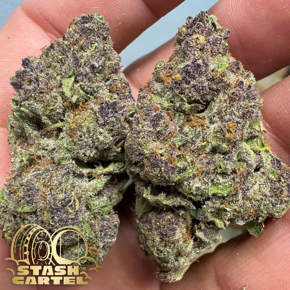 Trop Cherry – Exotic Hybrid Flower