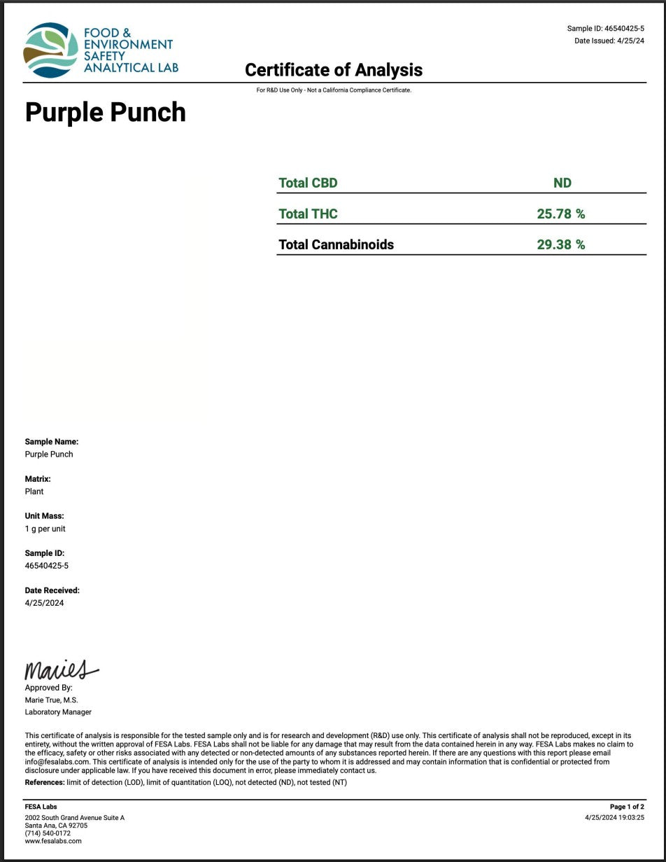 Purple Punch – Exotic Indica Flower